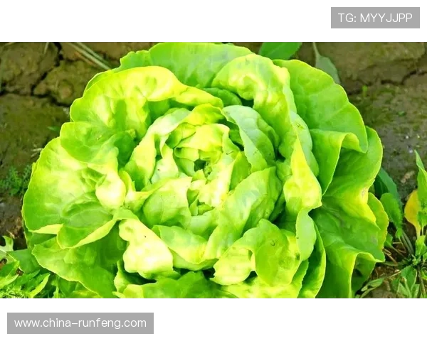 从零起步掌握英雄联盟比赛技巧与策略全方位指南