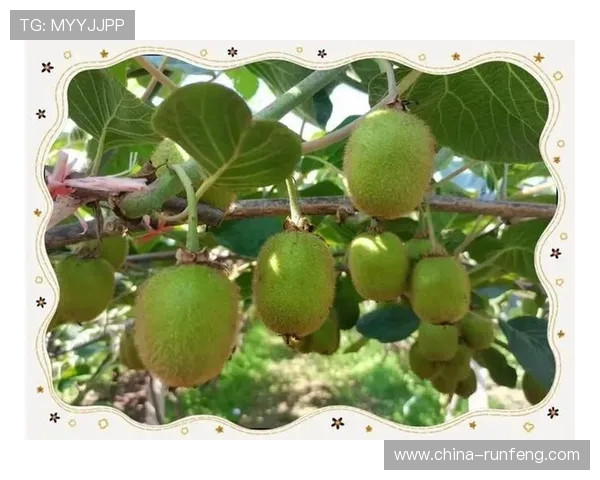 北京网球队防守革新之路：从传统到现代的全面转型与实践探索