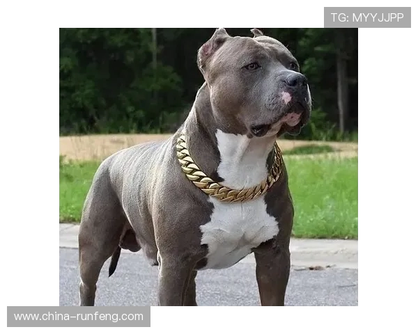 恩瑞克与播求的巅峰对决谁能笑到最后揭开战斗的神秘面纱